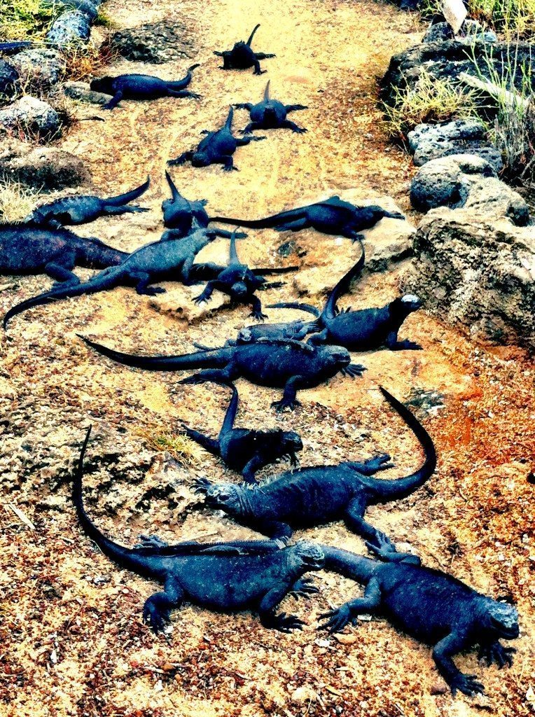 The Galapagos Islands