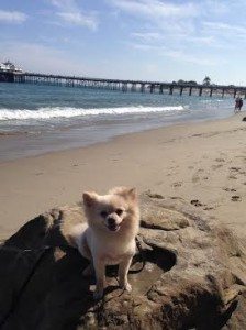 Malibu Beach Staycation