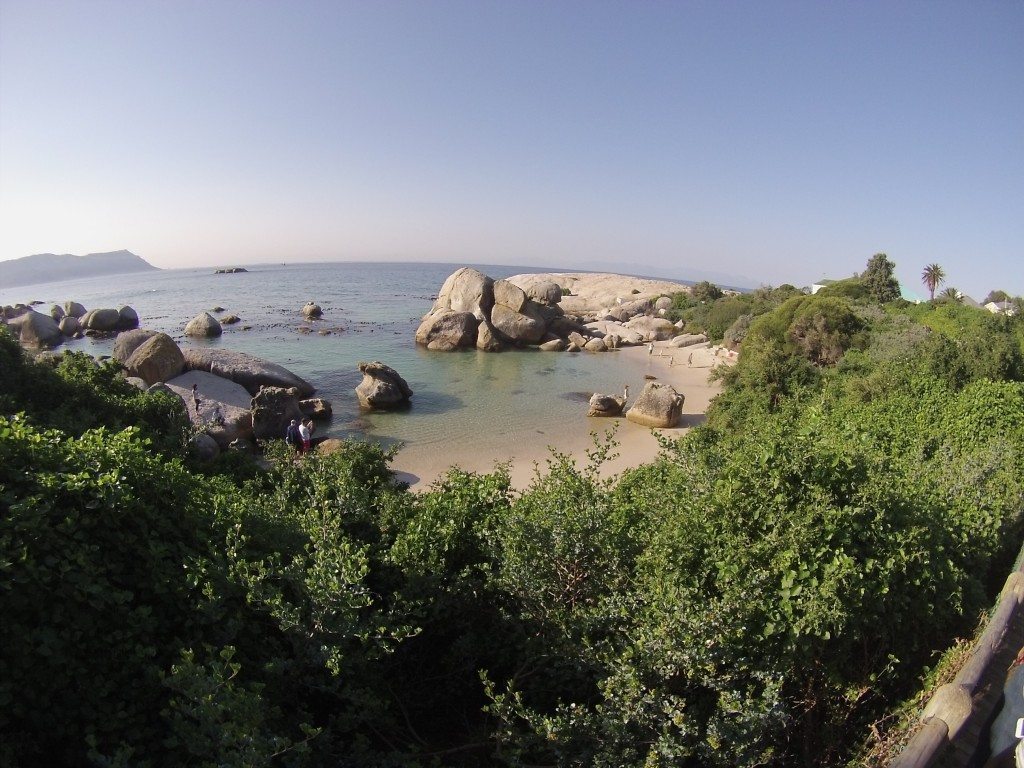 Boulders Beach Penguins in South Africa