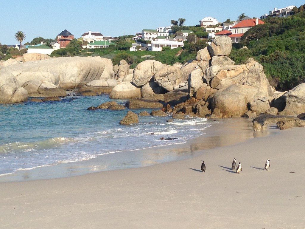 Boulders Beach Penguins in South Africa