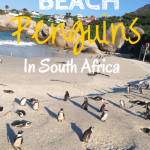 Boulders Beach Penguins in South Africa