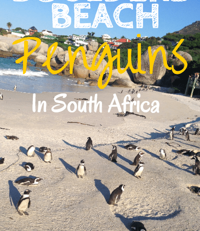 Boulders Beach Penguins in South Africa