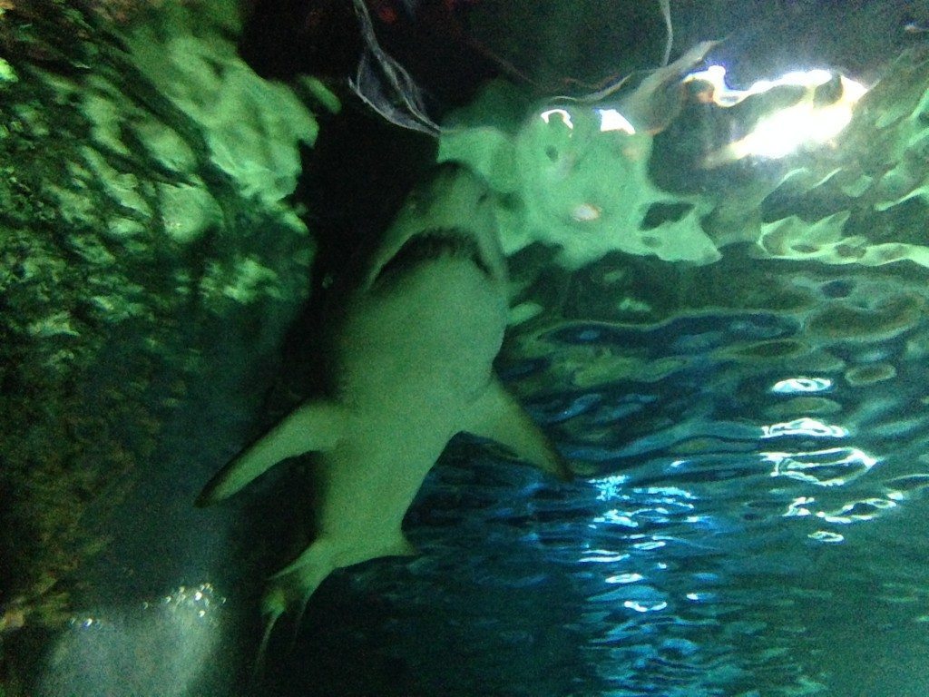 Locked Up Abroad: The Sydney Aquarium