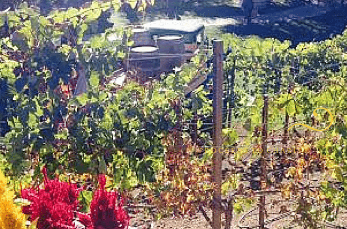 Miracle at Malibu Wines