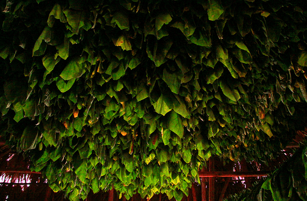 10 Things to do Outside of Havana