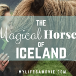 The Magical Horses of Iceland