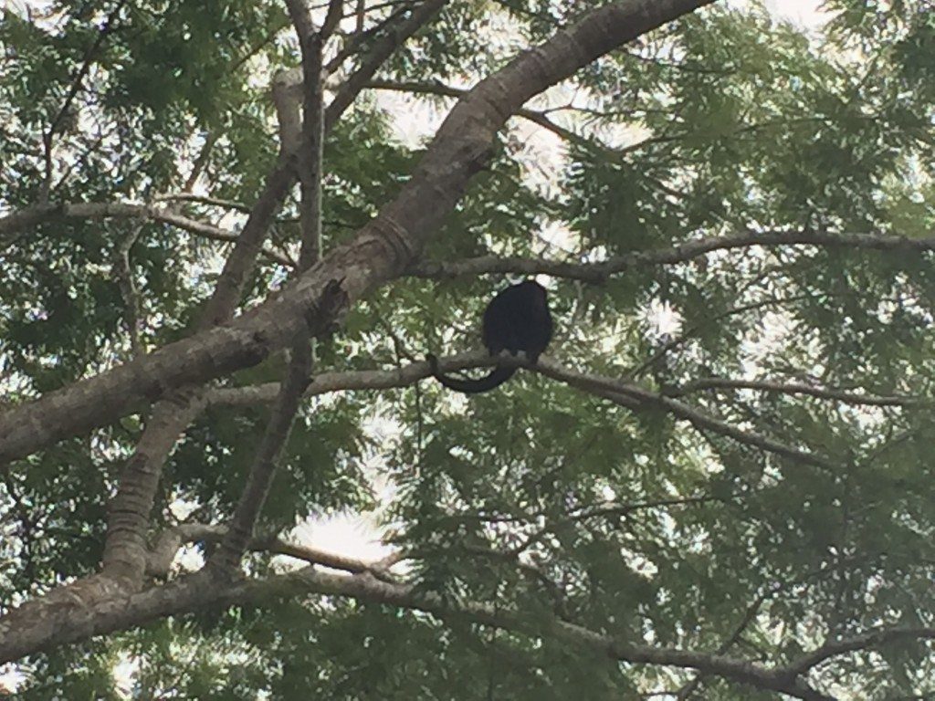 Can't decide who was more curious about who, me or the monkey...