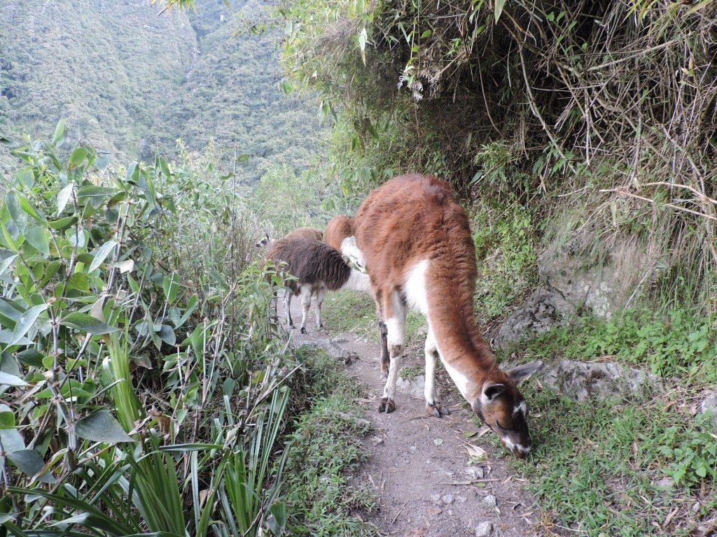 Yup. There really are llamas on the Inca Trail!