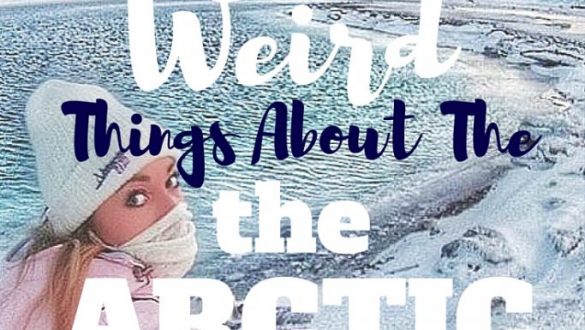 18 Weird things about the arctic mylifesamovie.com