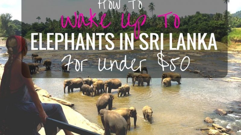 How To Wake up to elephants in Sri Lanka - mylifesamovie.com
