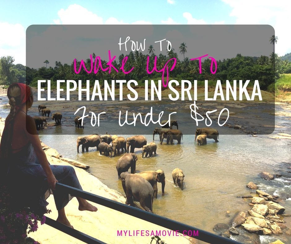 How To Wake up to elephants in Sri Lanka - mylifesamovie.com