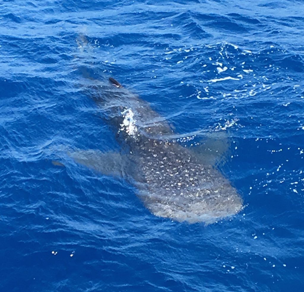 whale shark Egypt Mylifesamovie.com Alyssa Ramos