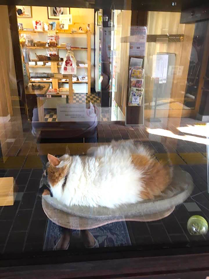 tama-cat-wakayama-mylifesamovie-com