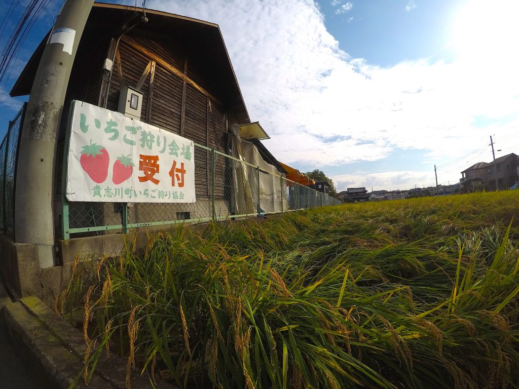 Tama Strawberry fields wakayama mylifesamovie.com