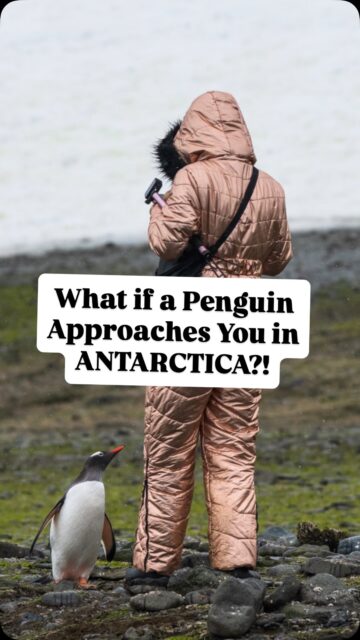 You cannot go within 15 feet of animals in Antarctica. But if THEY come up to you…well…what can you do?? 😬

I’ve been to Antarctica 4 times and this was a rare occasion when a penguin suddenly waddle-ran right up to me! It took a lot of willpower not to try and bend down to get closer, but I knew to just stay still and let it observe until it walked away!

Other animals you can see in Antarctica are humpbacks, leopard seals, and Orcas!

LMK if you have any questions about Antarctica!

———-

For anyone new here: Hi! I’m Alyssa Ramos of @mylifesatravelmovie - one of the most traveled and most experienced solo travel women in the world! I’ve been to 150 countries so far over 12 years, and love rare destinations and animals! My goal is to inspire you to travel off the typical path and to shatter negative stereotypes about “dangerous” destinations. Follow me for expert tips and inspiration!