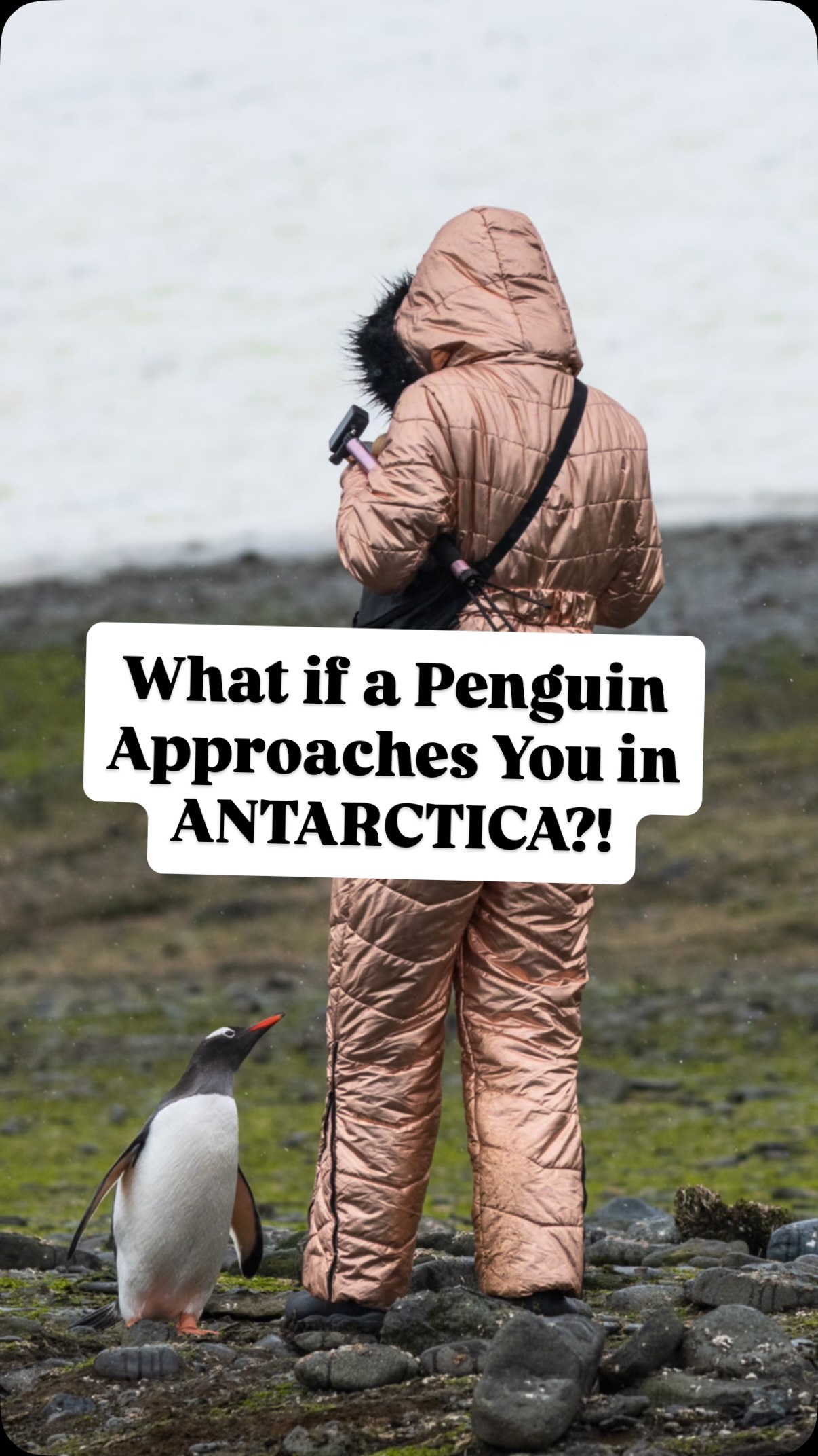 You cannot go within 15 feet of animals in Antarctica. But if THEY come up to you…well…what can you do?? 😬

I’ve been to Antarctica 4 times and this was a rare occasion when a penguin suddenly waddle-ran right up to me! It took a lot of willpower not to try and bend down to get closer, but I knew to just stay still and let it observe until it walked away!

Other animals you can see in Antarctica are humpbacks, leopard seals, and Orcas!

LMK if you have any questions about Antarctica!

———-

For anyone new here: Hi! I’m Alyssa Ramos of @mylifesatravelmovie - one of the most traveled and most experienced solo travel women in the world! I’ve been to 150 countries so far over 12 years, and love rare destinations and animals! My goal is to inspire you to travel off the typical path and to shatter negative stereotypes about “dangerous” destinations. Follow me for expert tips and inspiration!