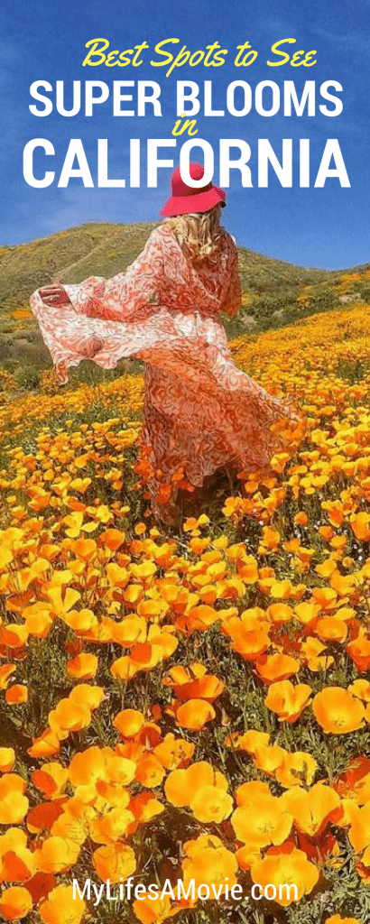 There's a massive Super Bloom happening all over California that you do not want to miss! Here's my 6 favorite Super Bloom spots, how to get to them, and camping information!