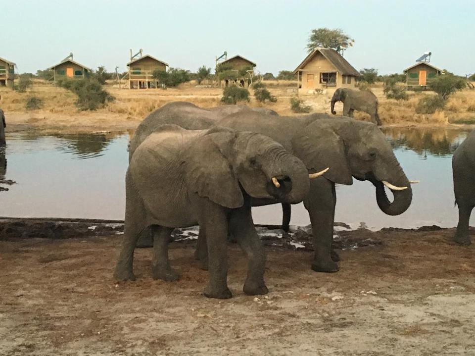 Botswana elephants mylifesamovie.com