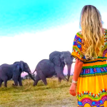 Where to See Wild Elephants in Botswana