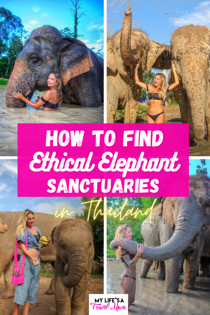 If you're wondering how to find the best ethical elephant sanctuaries in Thailand, this post will help guide you! It includes a list of approved ethical elephant sanctuaries (no riding or hooks), and steps on how to tell if one you find on your own is truly ethical! Plan ahead before you travel to Thailand!           #thailand #elephants #elephantsanctuary #chiangmai #phuket #solotravel