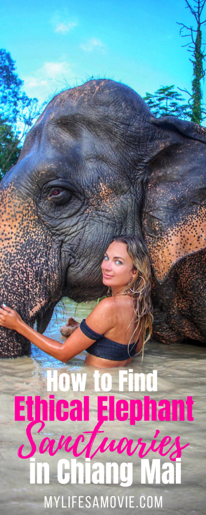 Ethical Elephant Sanctuaries in Chiang Mai are the only places you should go for elephant interactions! But which ones are truly ethical? Follow this guide to determine which elephant sanctuaries are ethical and what the top recommended ones are!