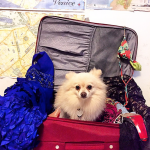 13 Essential Tips For a Smooth Flight With Your Pet