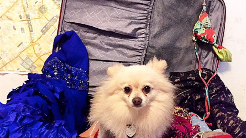 13 Essential Tips For a Smooth Flight With Your Pet