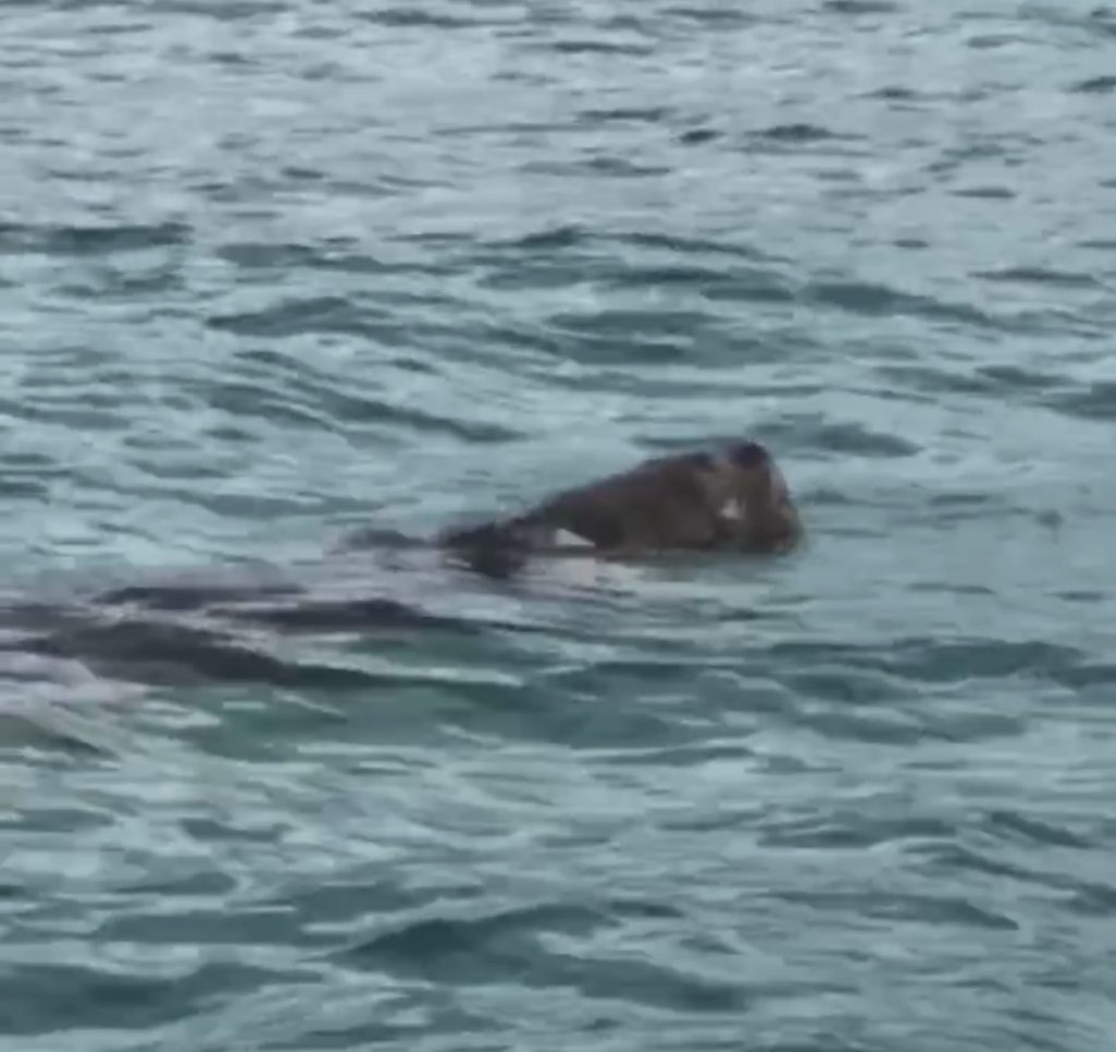 Dugong in Bazaruto Mozambique