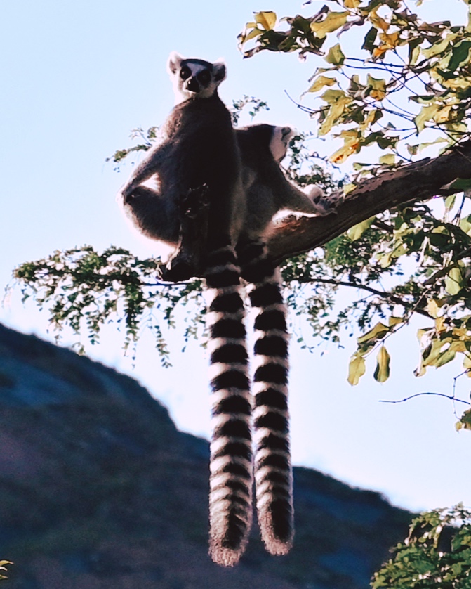 Madagascar lemurs mylifesamovie.com