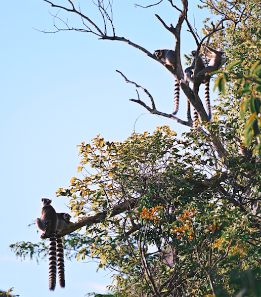 Madagascar lemurs mylifesamovie.com