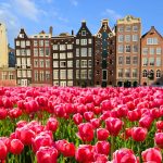 tulips in amsterdam