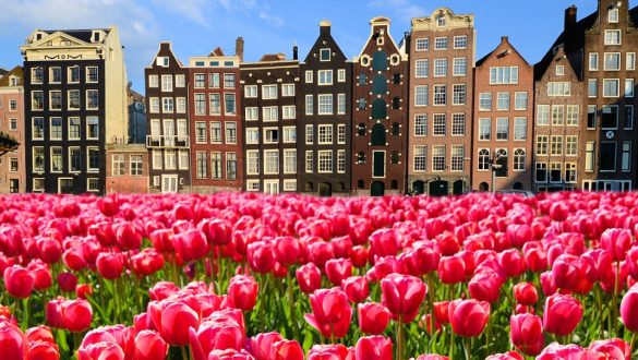 tulips in amsterdam