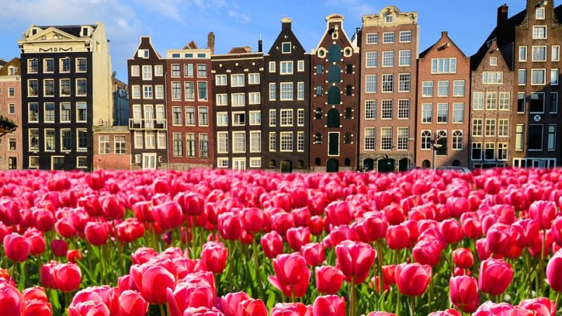 tulips in amsterdam