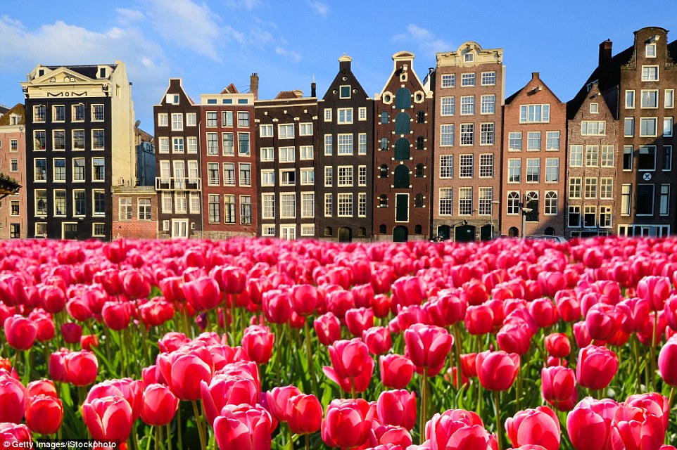 tulips in amsterdam