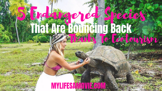 5 Endangered Species That Are Bouncing Back Thanks To Ecotourism - mylifesamovie.com