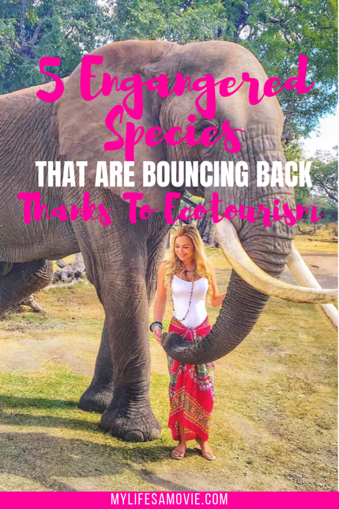 5 Endangered Species That Are Bouncing Back Thanks To Ecotourism - mylifesamovie.com