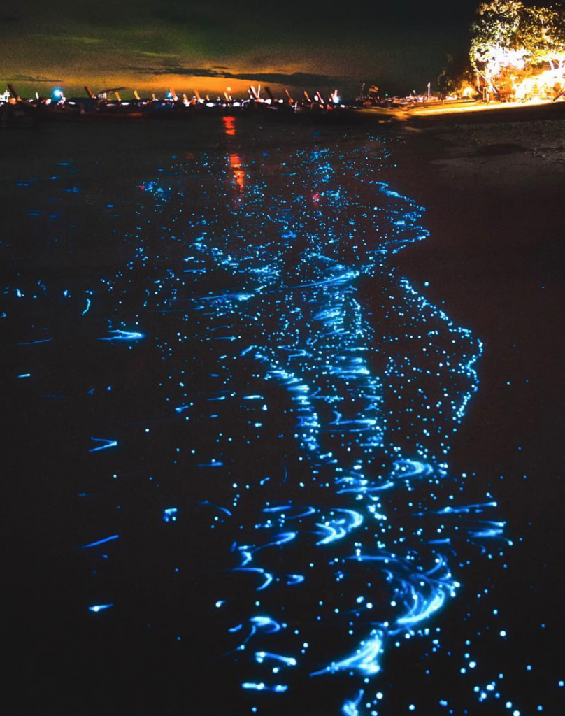 13 Stunning Natural Phenomenons That You Don’t Know About - Bioluminescent waves