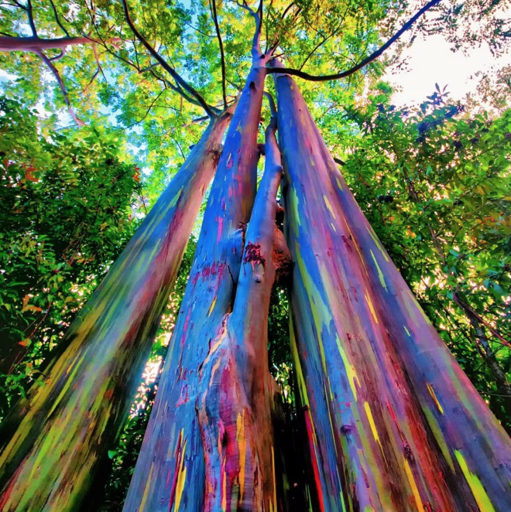 13 Stunning Natural Phenomenons That You Don’t Know About - Rainbow eucalyptus