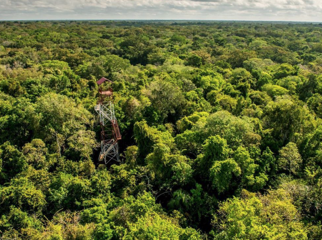 MYLIFESAMOVIE: Amazon Rainforest Wildfires: Everything You Need To Know And How You Can Help