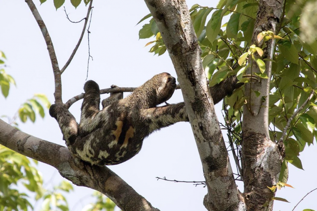 MYLIFESAMOVIE: Amazon Rainforest Wildfires: Everything You Need To Know And How You Can Help