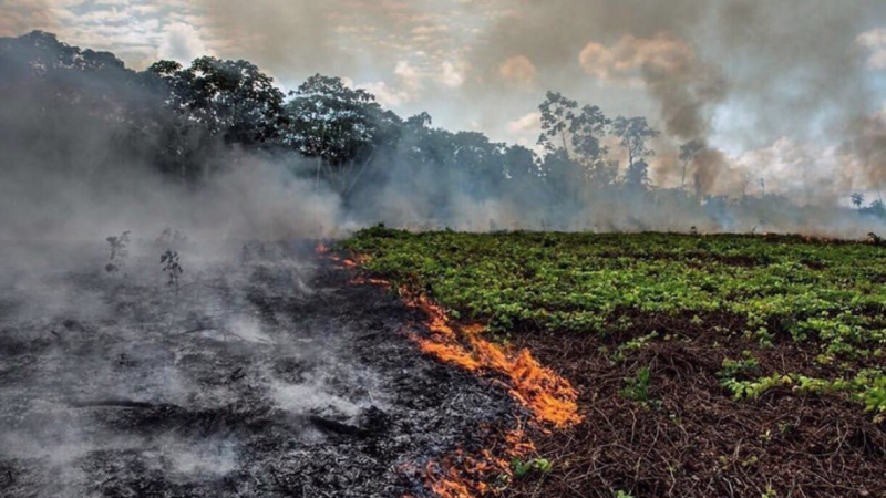 Amazon Rainforest Wildfires - MYLIFESAMOVIE.COM