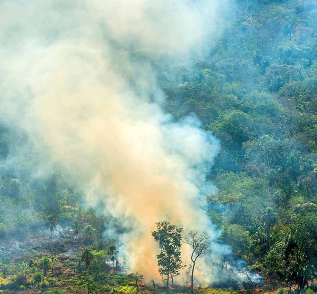 Amazon Rainforest Fires: Everything You Need To Know And How You Can ...