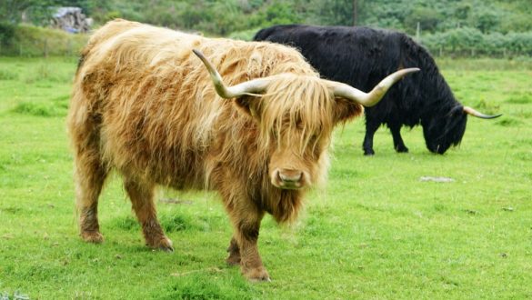 highland cow scotland
