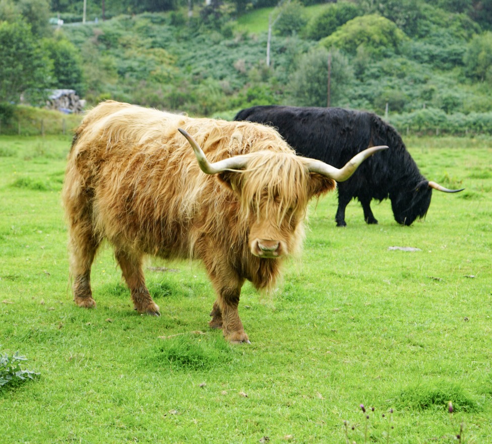 highland cow scotland