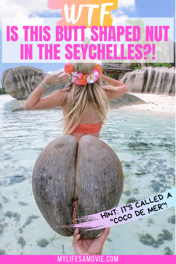 This strangely sexual looking coconut can only be found in the Seychelles, and literally looks like a human butt! Hence the nickname "Butt Nut", but it's really called a Coco de Mer, and is the heaviest nuts in the world! Check out the rest of the fun facts about the Seychelles Coco de Mer as well as an extensive travel guide for planning your trip there!