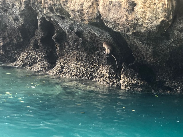 monkey beach phi phi islands