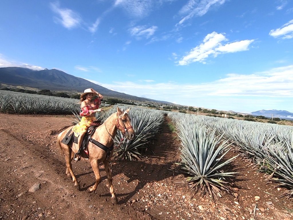 horse in agave fields tequila mexico