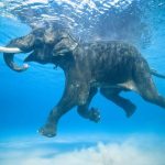 andaman islands swimming elephant