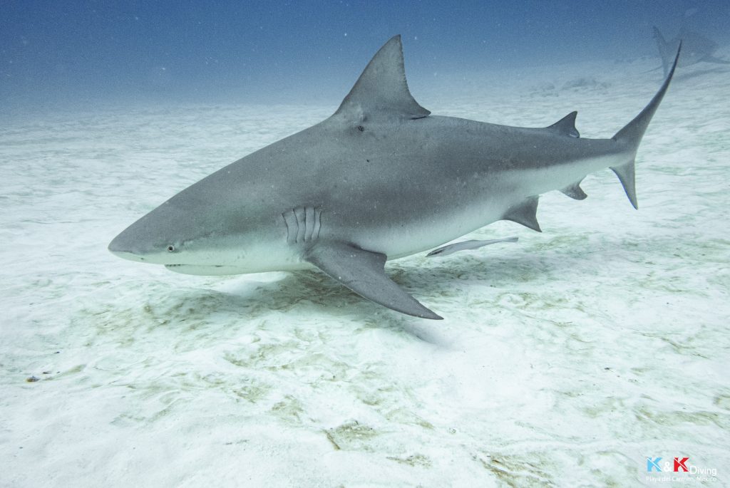 bull shark season november through march
