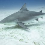 bull shark season november through march
